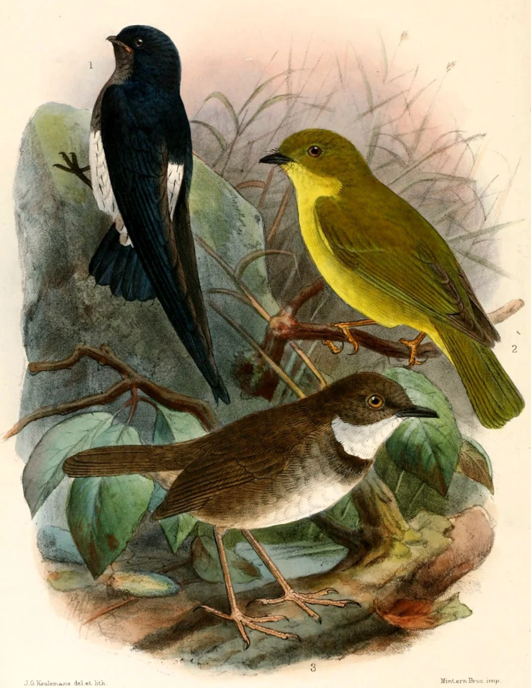 Sao Tome Spinetail
