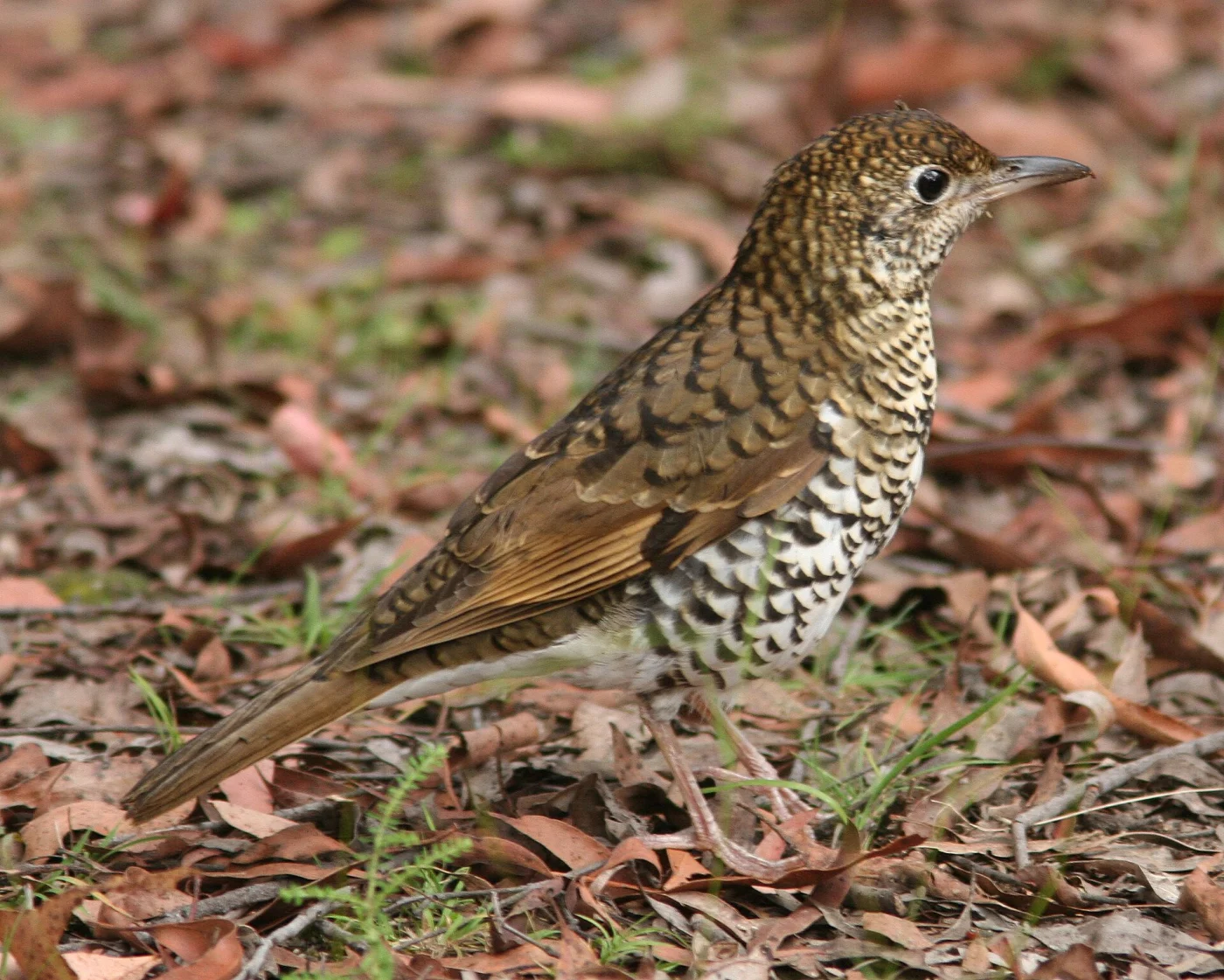 Australian ground thrush