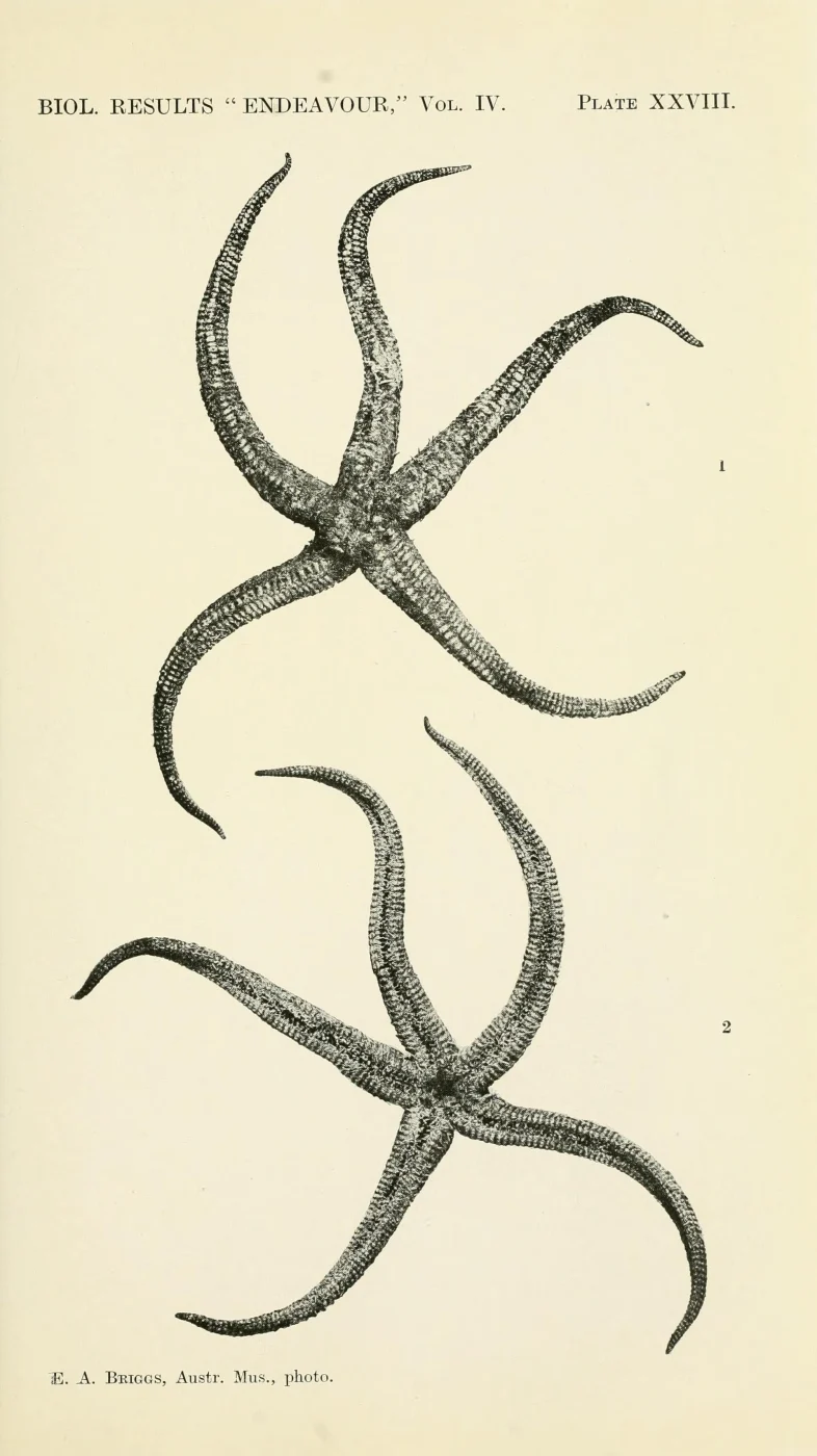 Zoroaster macracantha