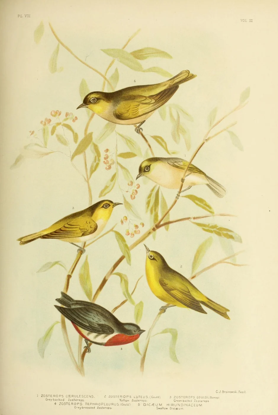 Australian Yellow White-eye