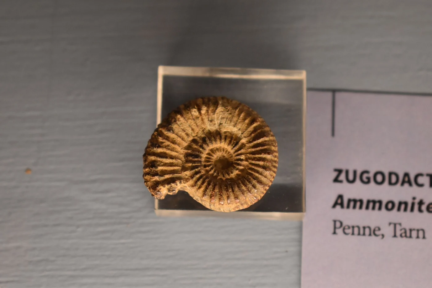 Zugodactylites braunianus