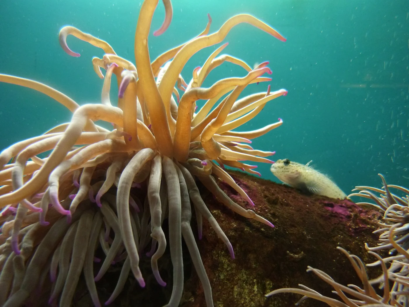 Acquario dell'Elba