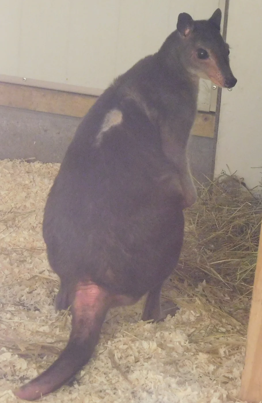 BestZoo