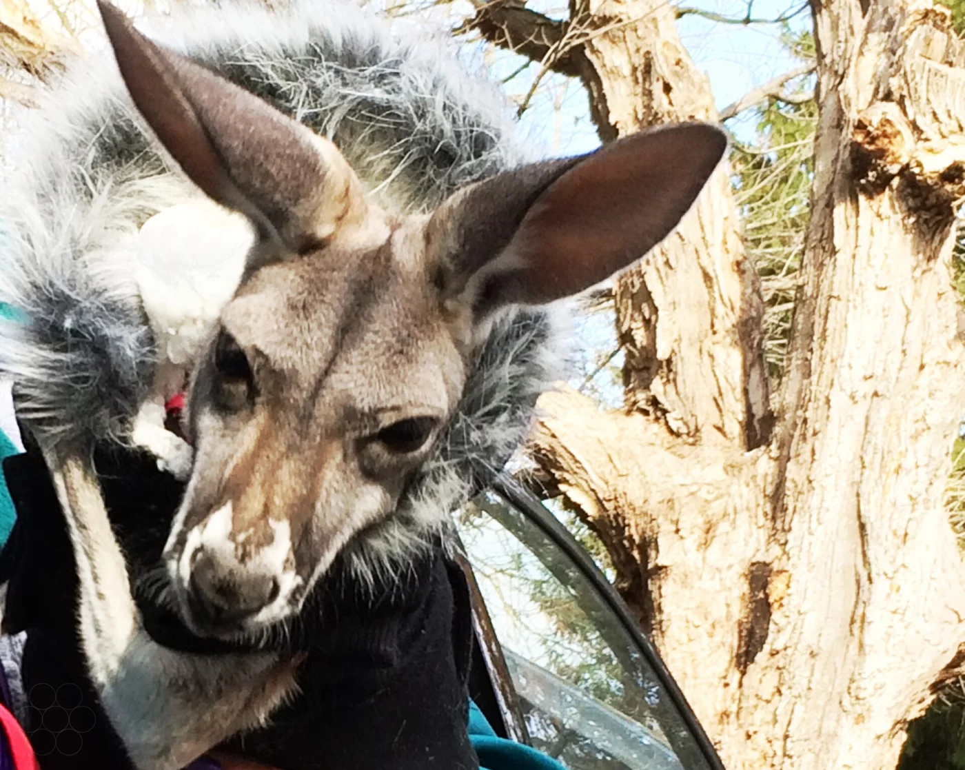 Brantford Twin Valley Zoo