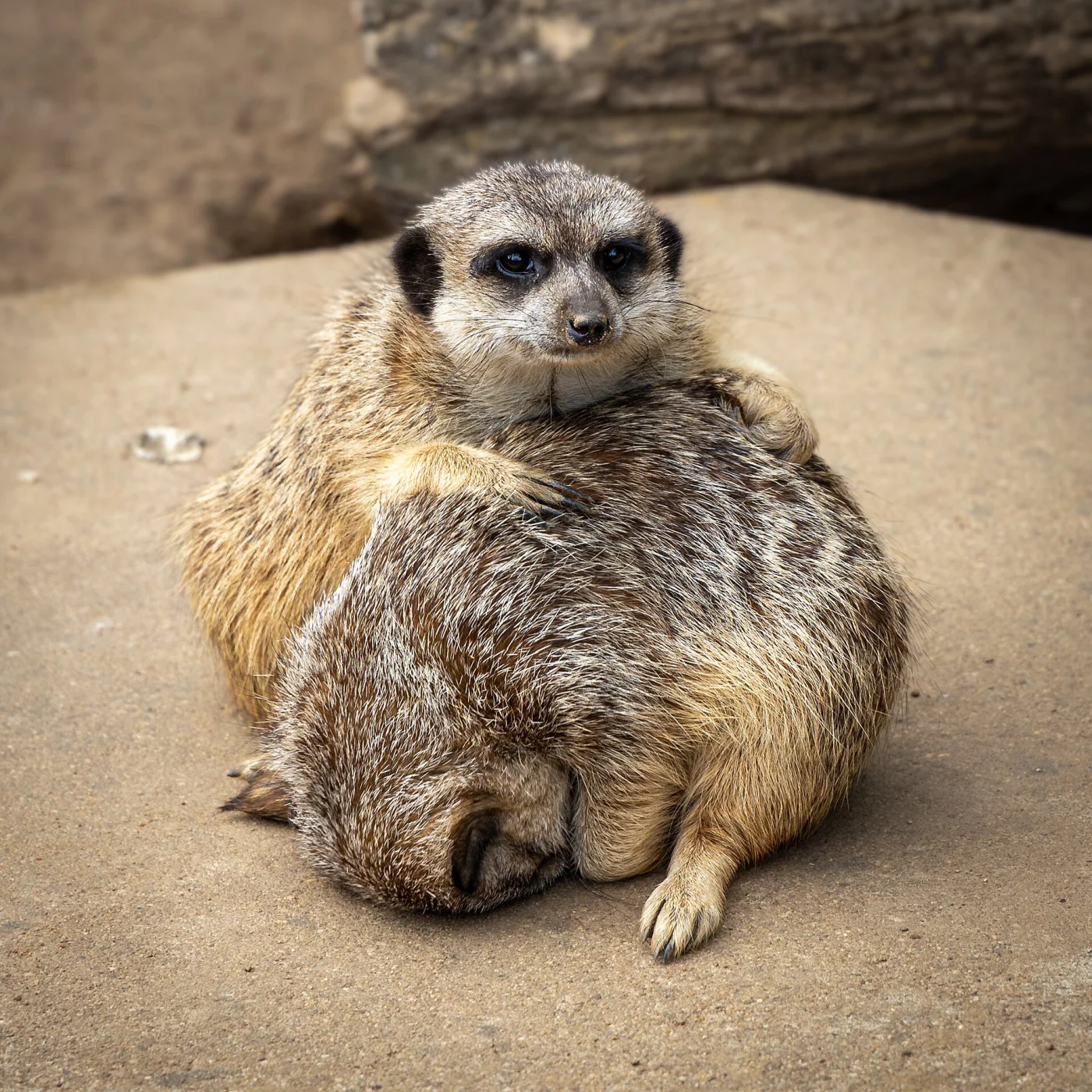Brückenkopf-Zoo