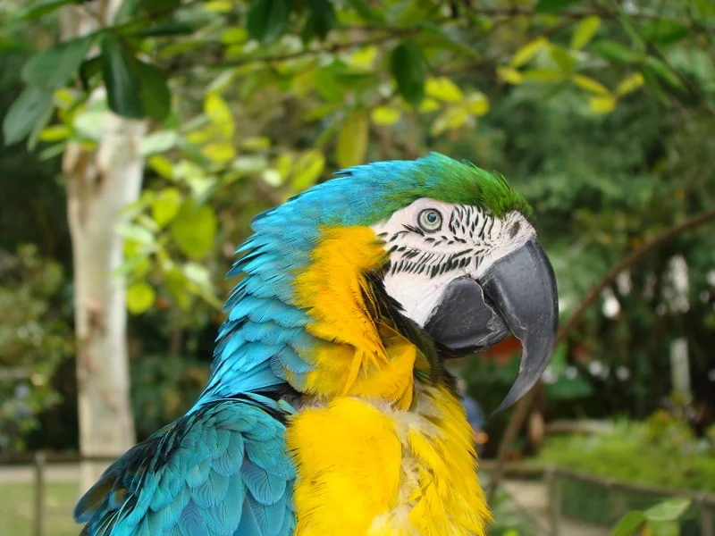 Cairns Tropical Zoo