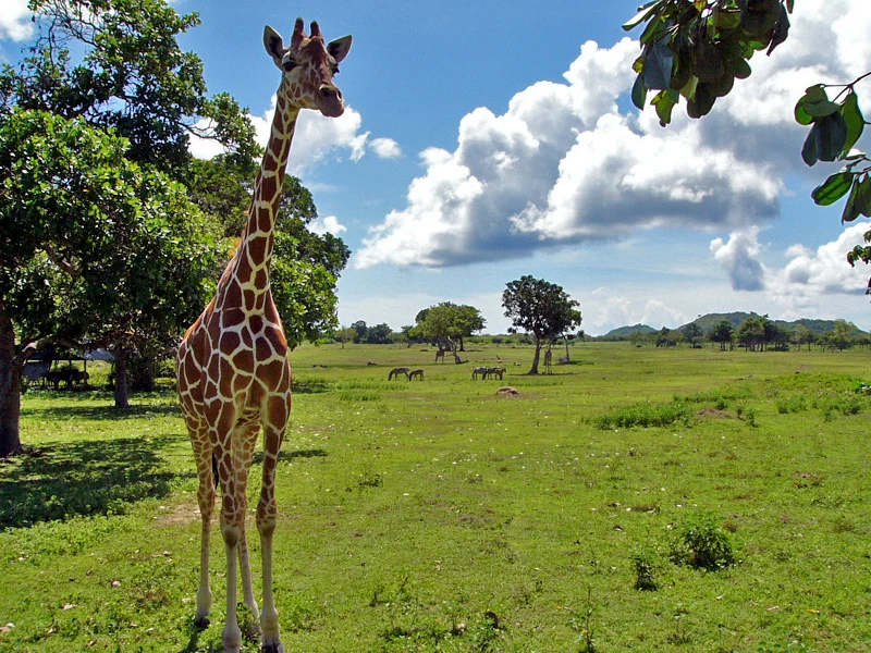 Calauit Safari Park