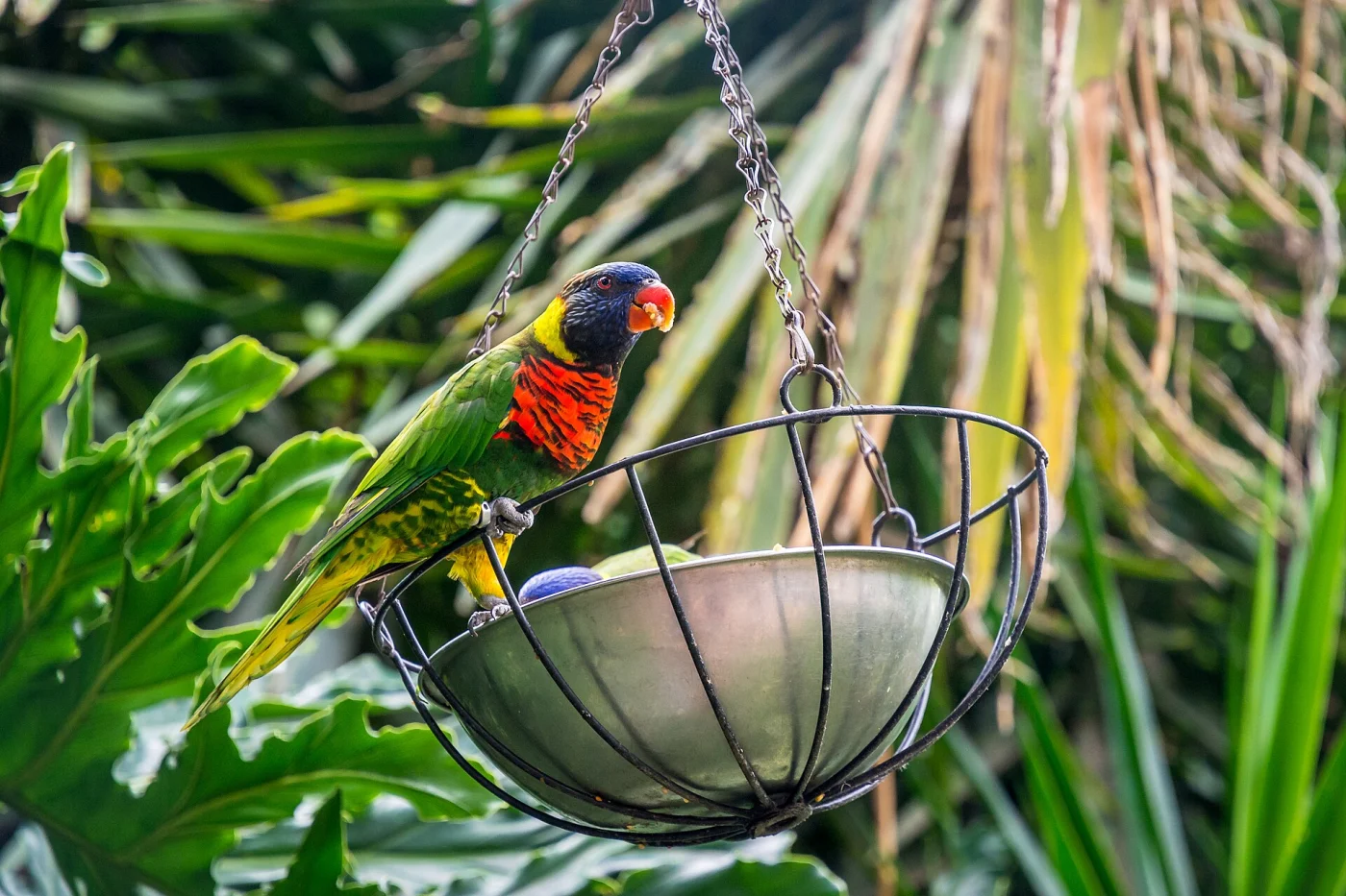 Cango Wildlife Ranch