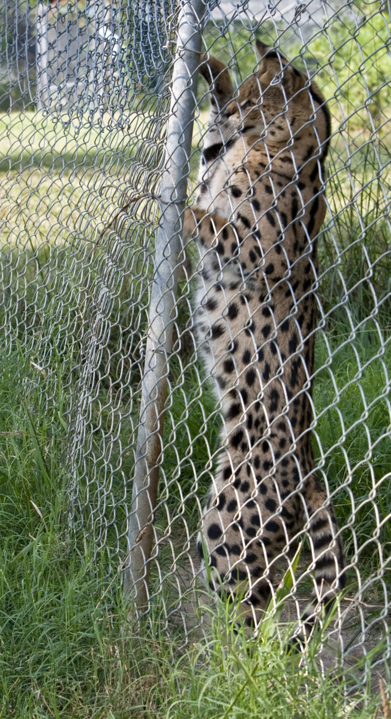 Carolina Tiger Rescue