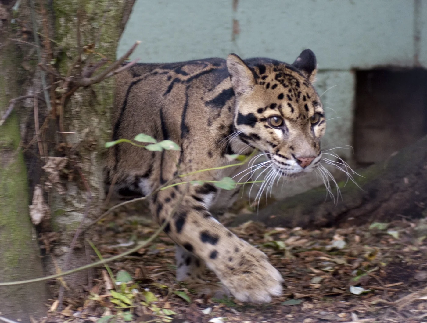 Cat Survival Trust