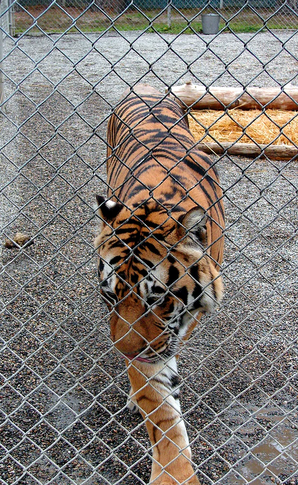 Cat Tales Wildlife Center