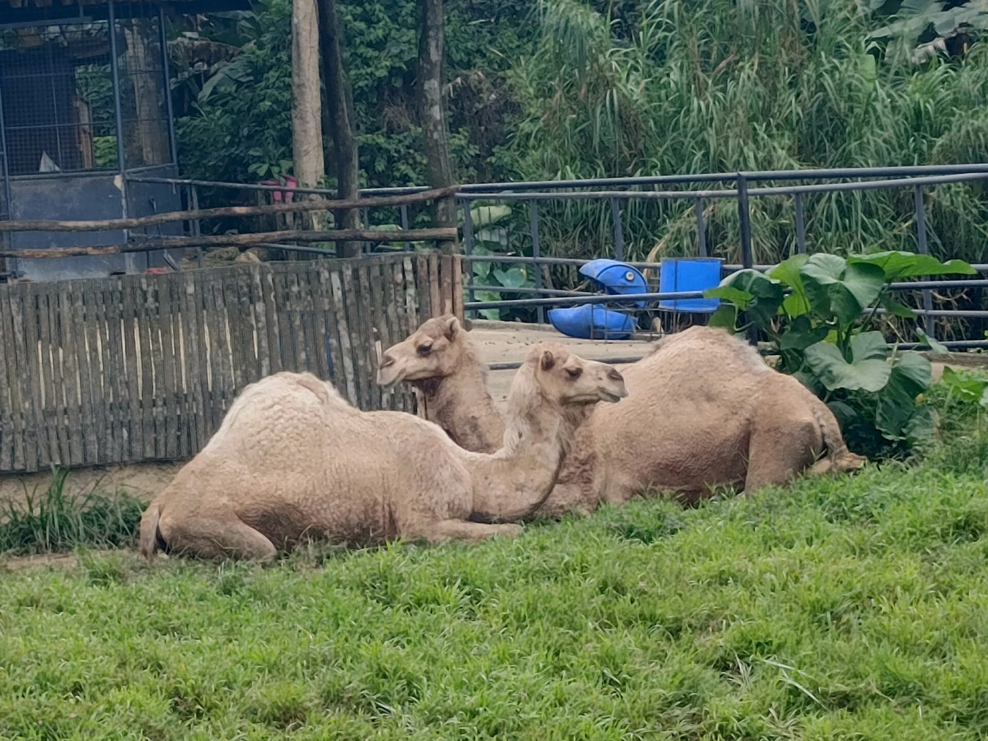 Cebu Safari and Adventure Park
