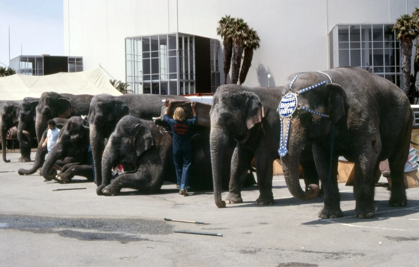 Center for Elephant Conservation