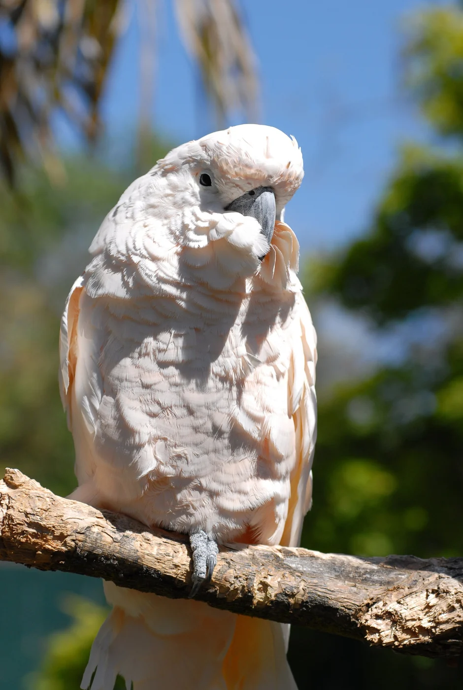 Charles Paddock Zoo