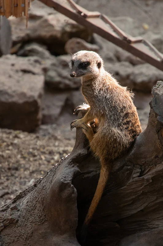 Cheptainville Zoo