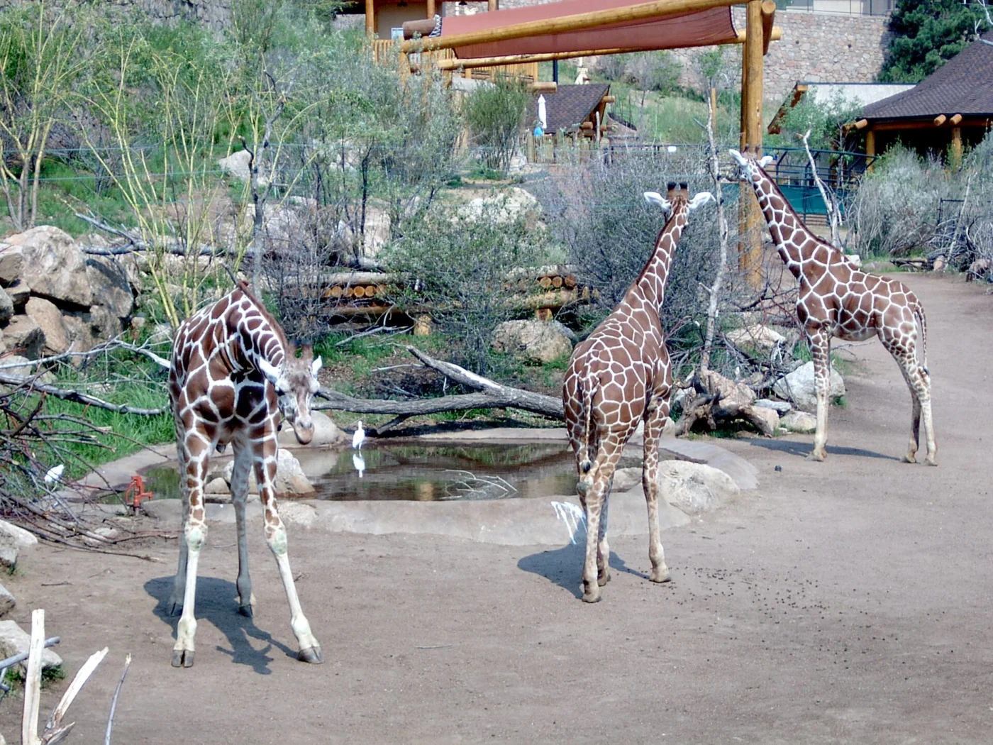 Cheyenne Mountain Zoo