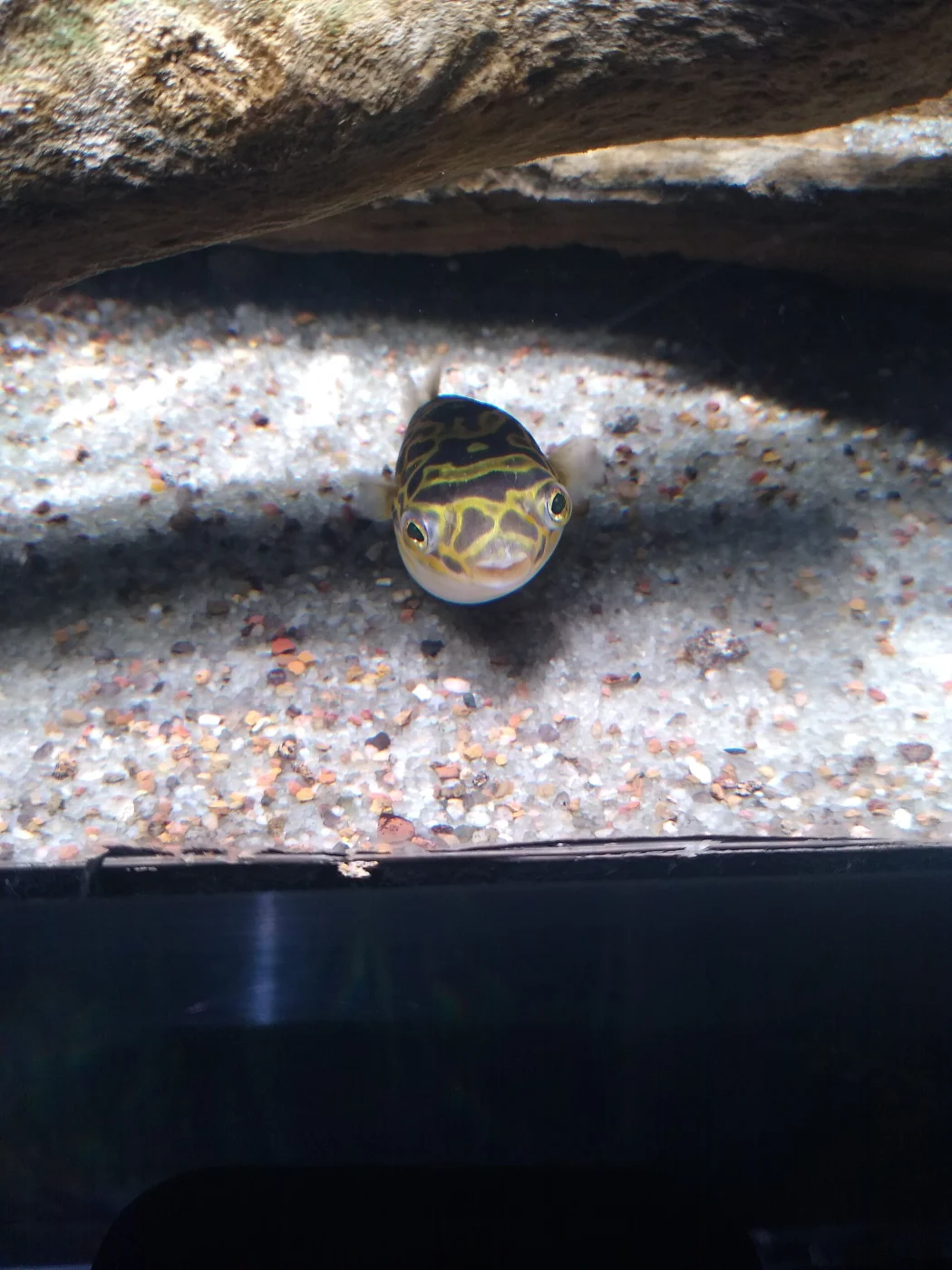 Children's Aquarium at Fair Park
