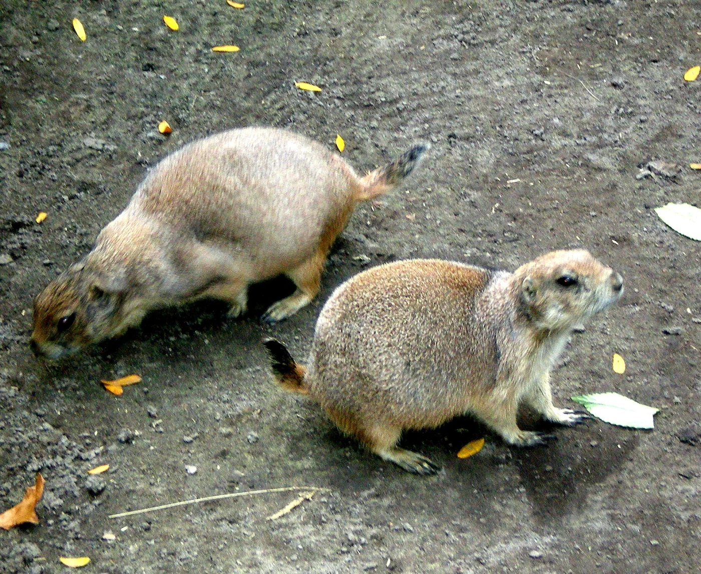 Children's Zoo at Celebration Square