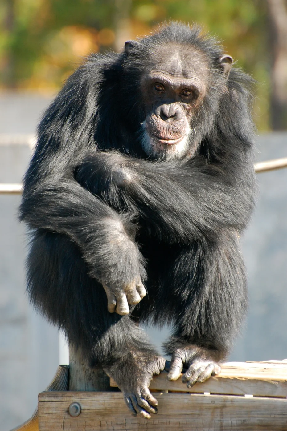 Chimp Haven