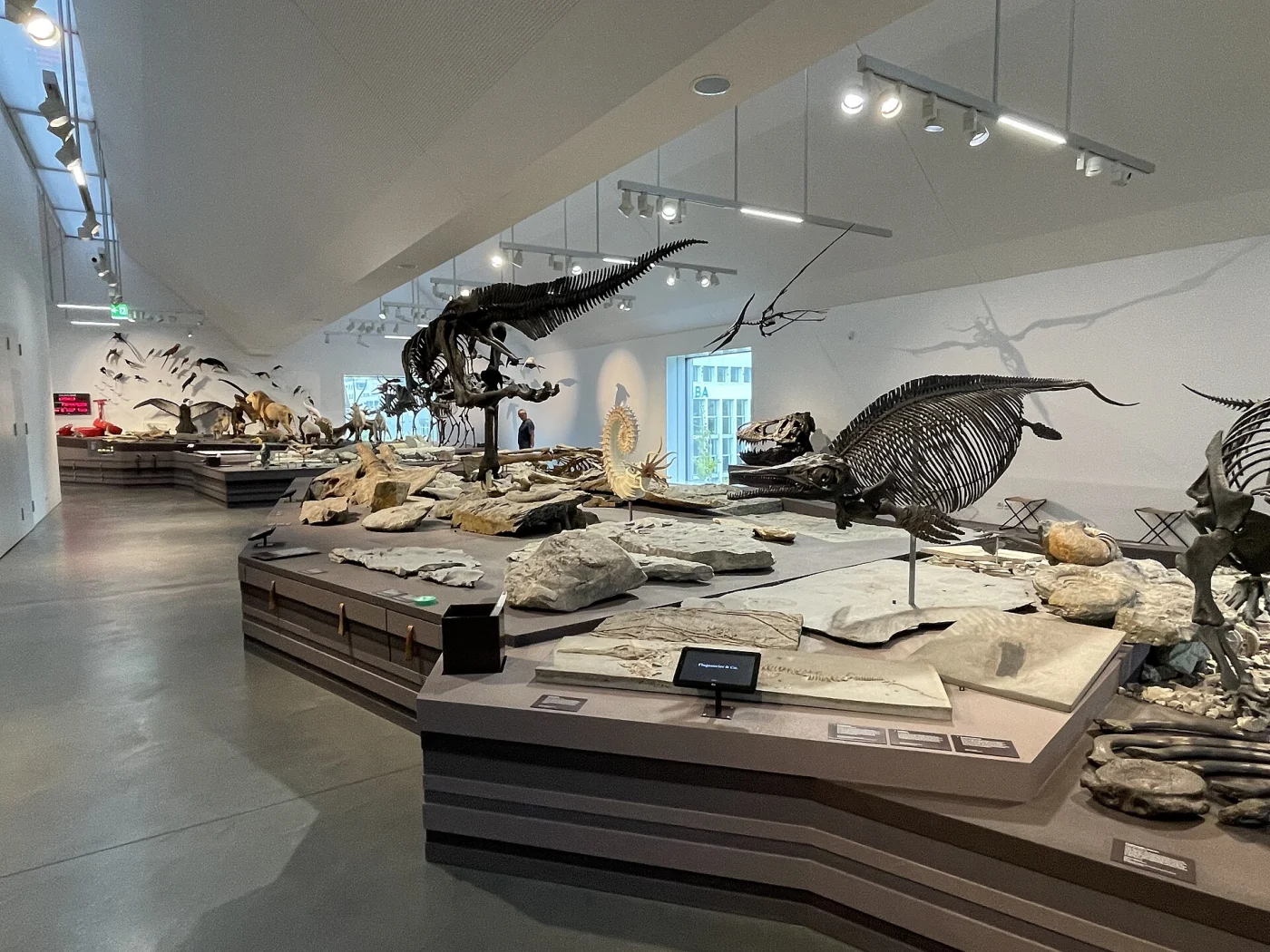 Collection Natural History Museum St.Gallen