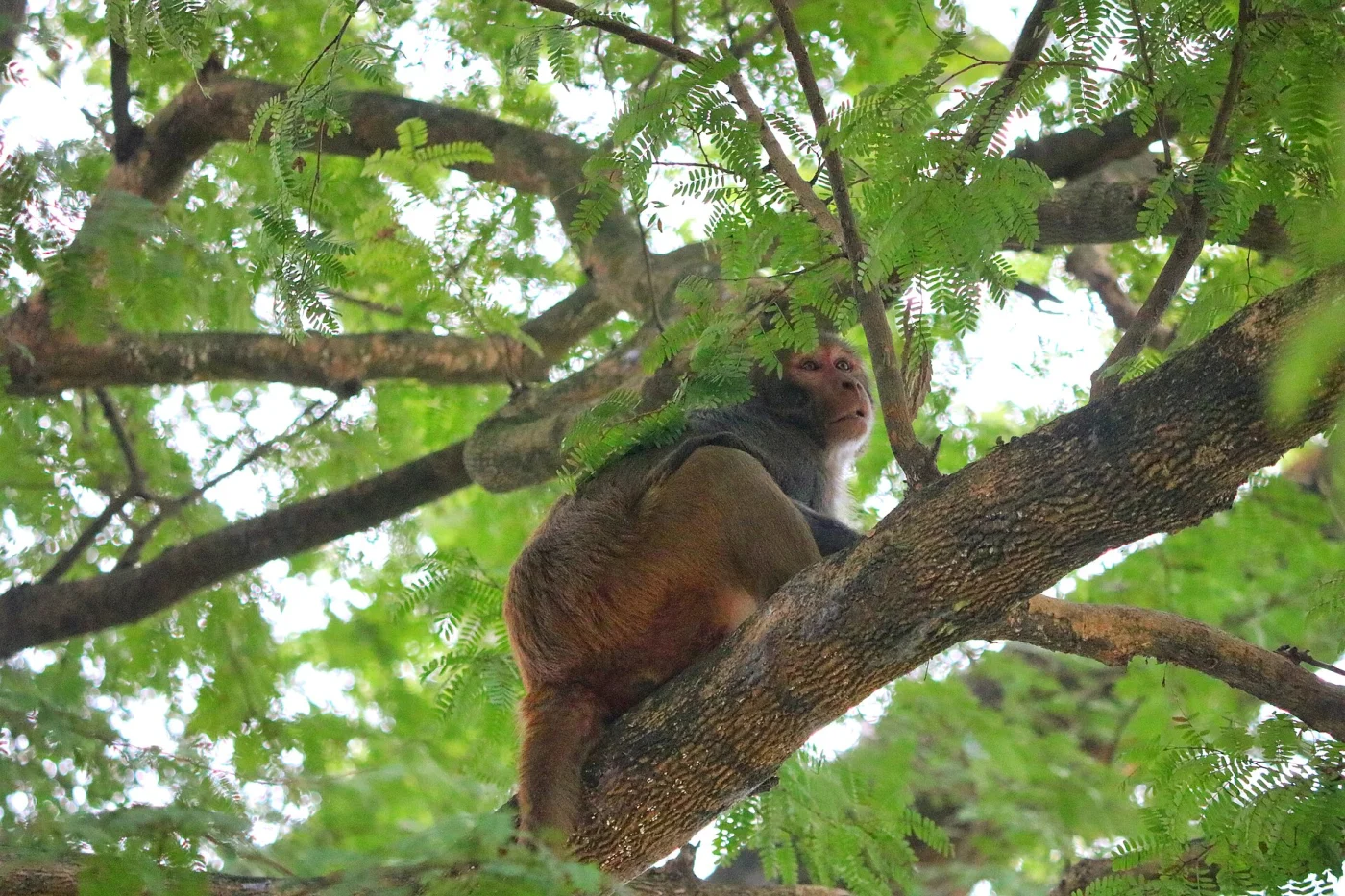 Comilla Zoo and Botanical Garden