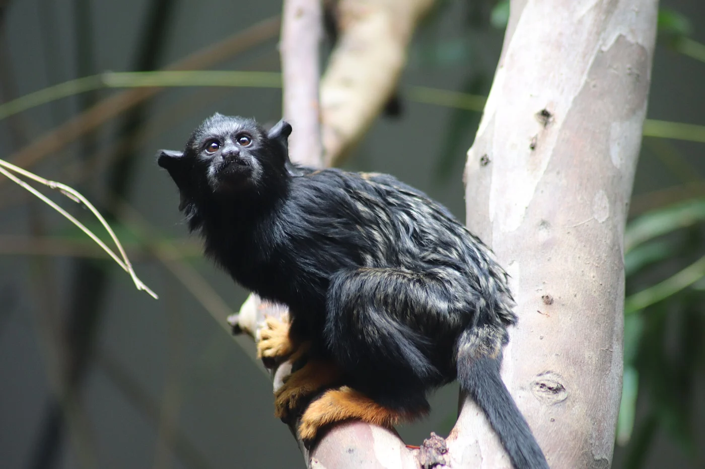 Darling Downs Zoo