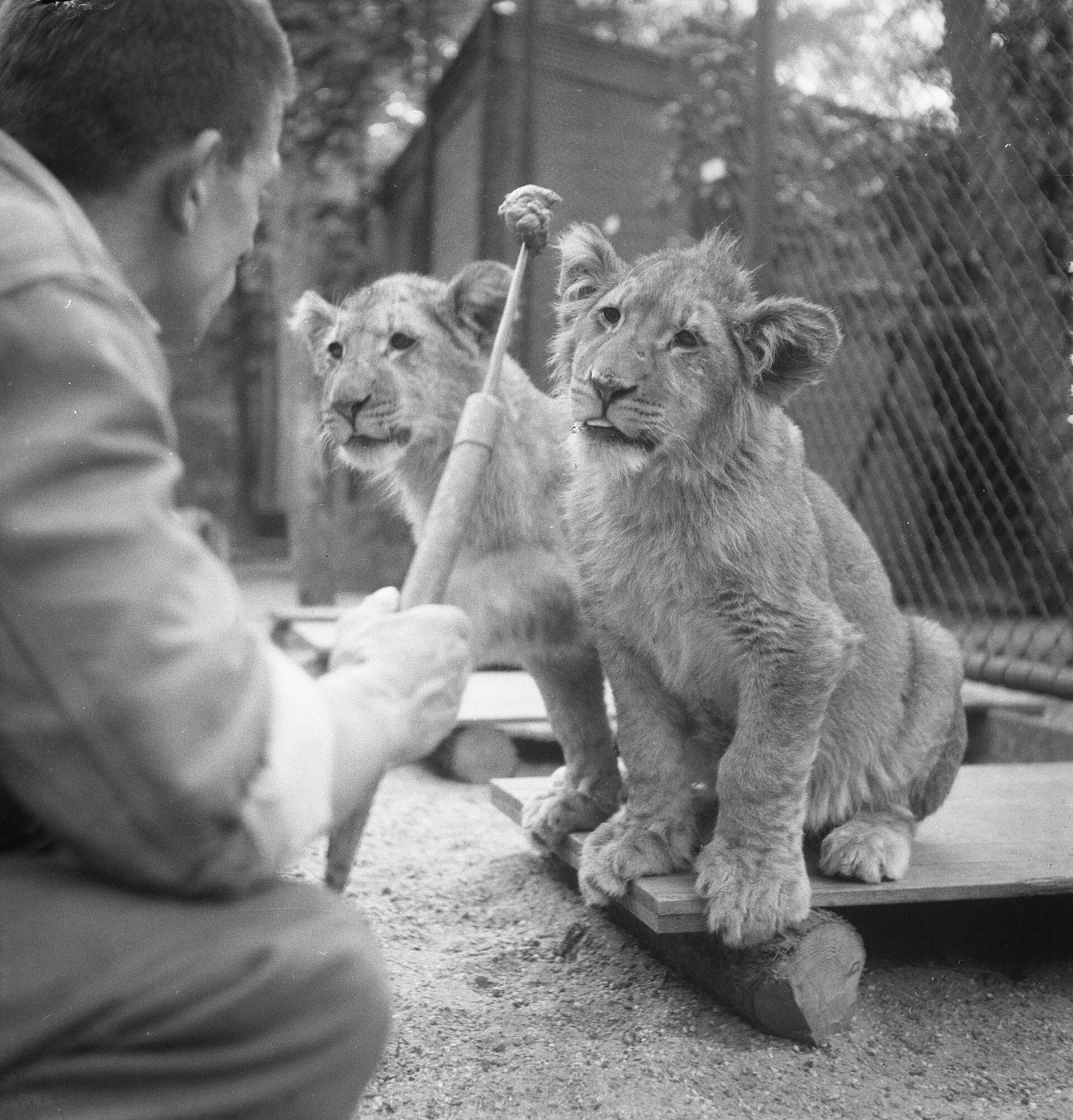 Dierenpark Wassenaar