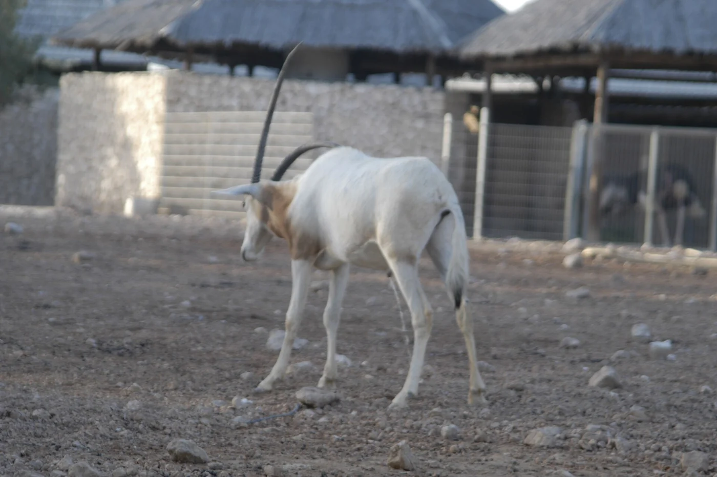 Doha Zoo