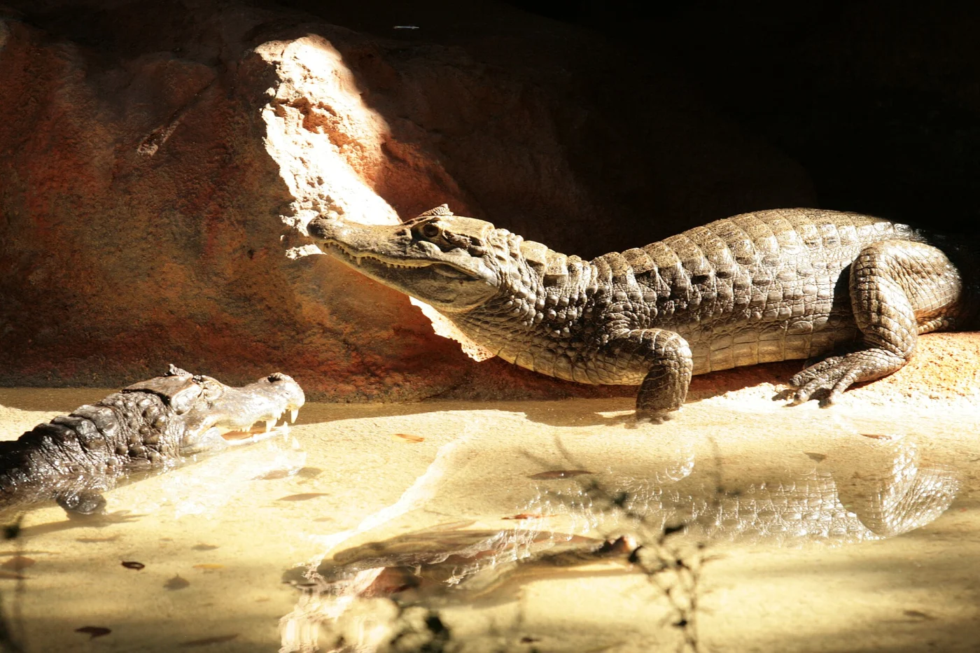 Dr. Juan A. Rivero Zoo