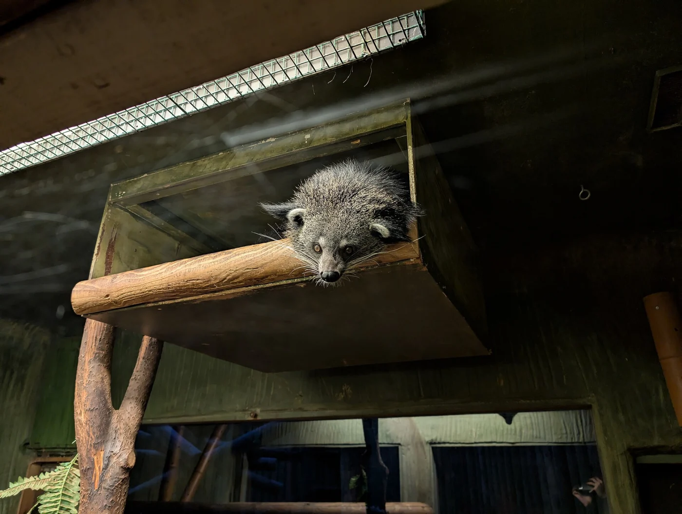 Drusillas Zoo Park