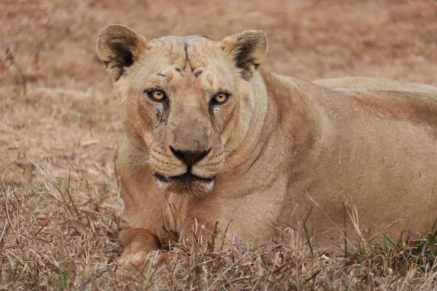 Dulhazra Safari Park