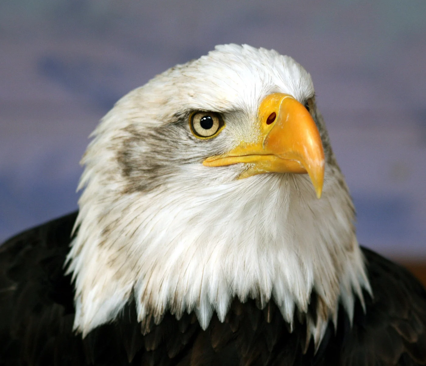 Eagle Heights Wildlife Foundation