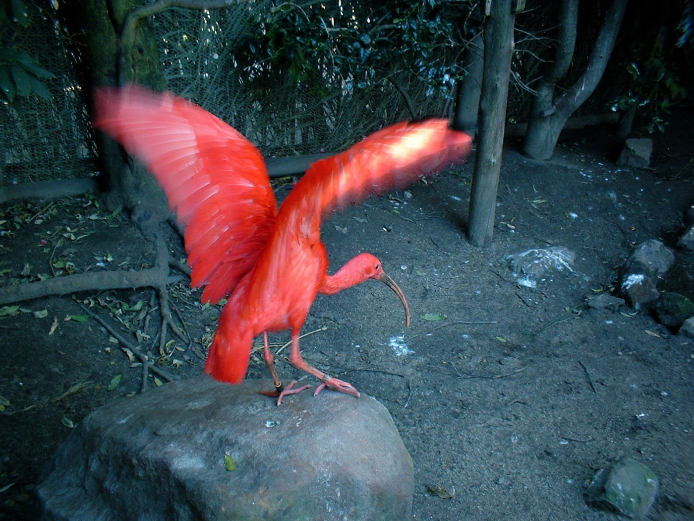 East London Zoo