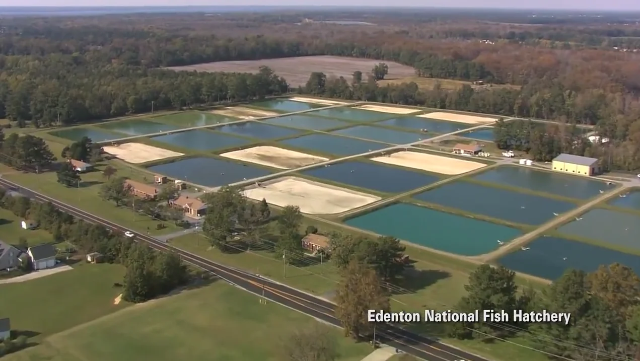Edenton National Fish Hatchery