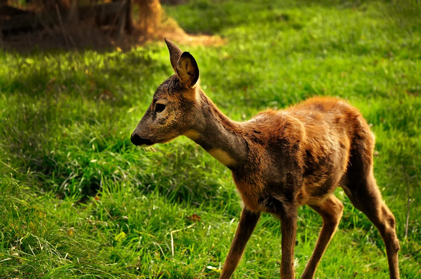 Elistvere Animal Park