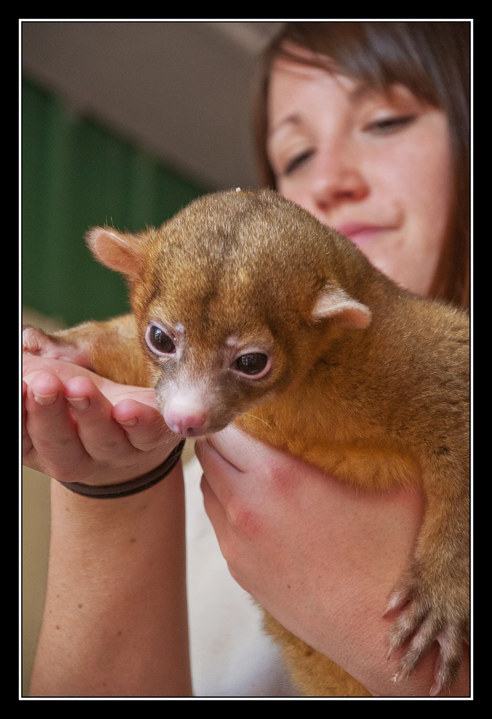 Elmvale Jungle Zoo