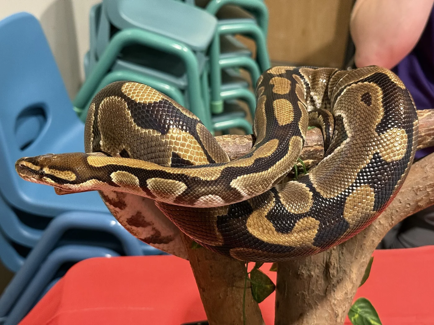 Elmwood Park Zoo