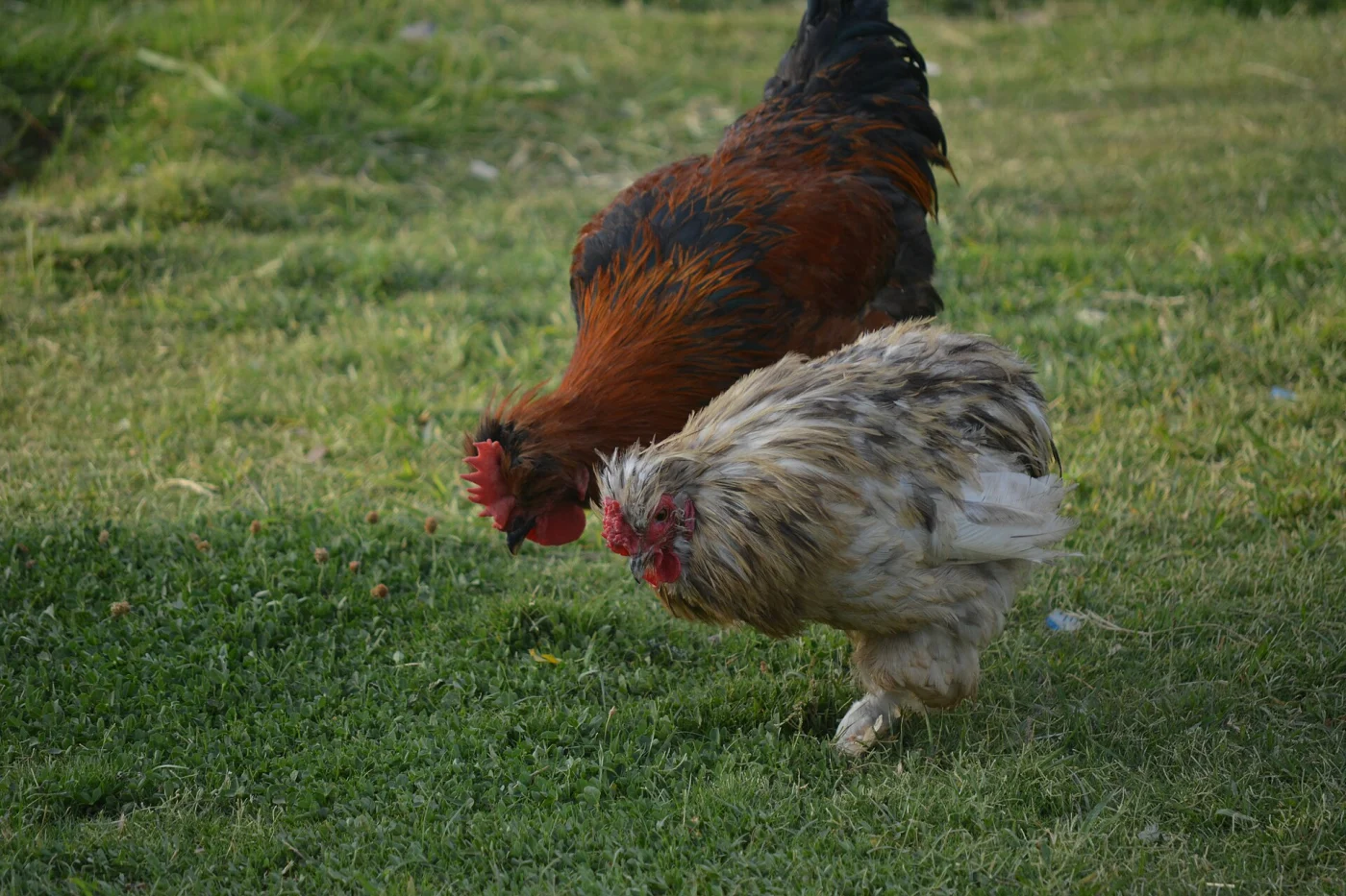 Erbil Zoo