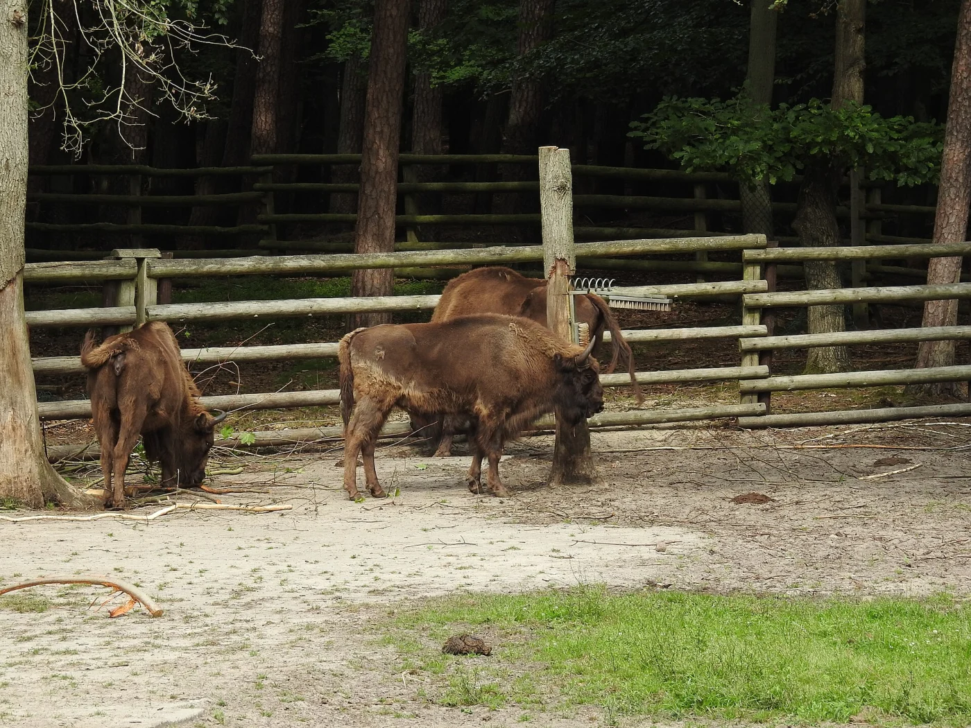European bison sanctuary in Wolin National Park