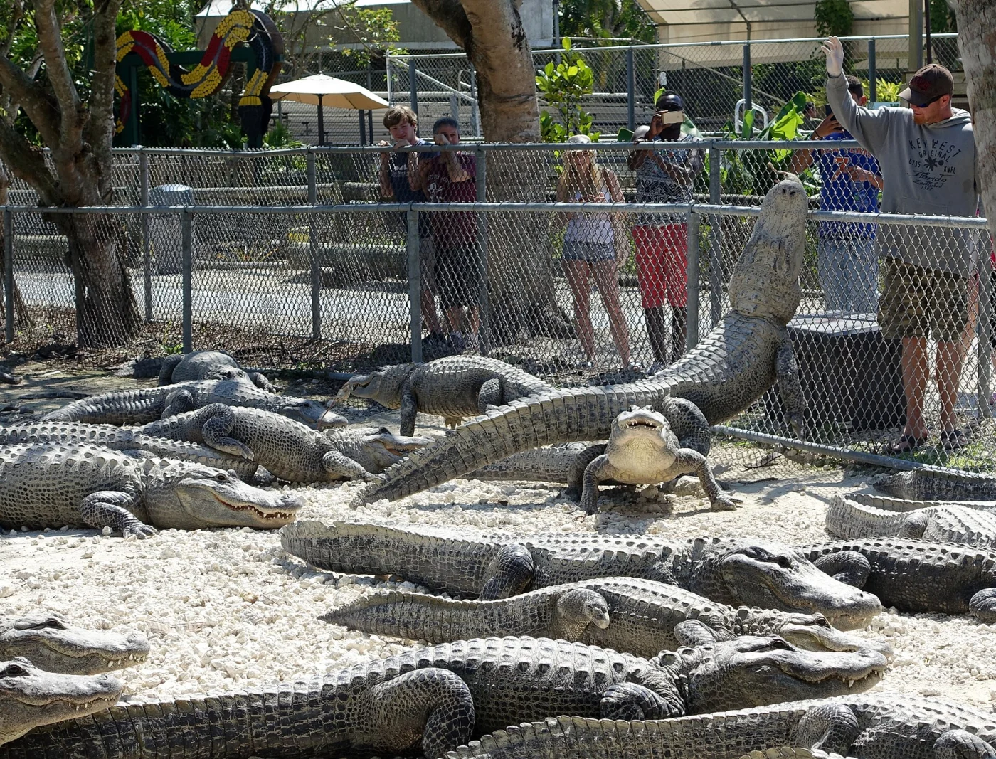 Everglades Alligator Farm