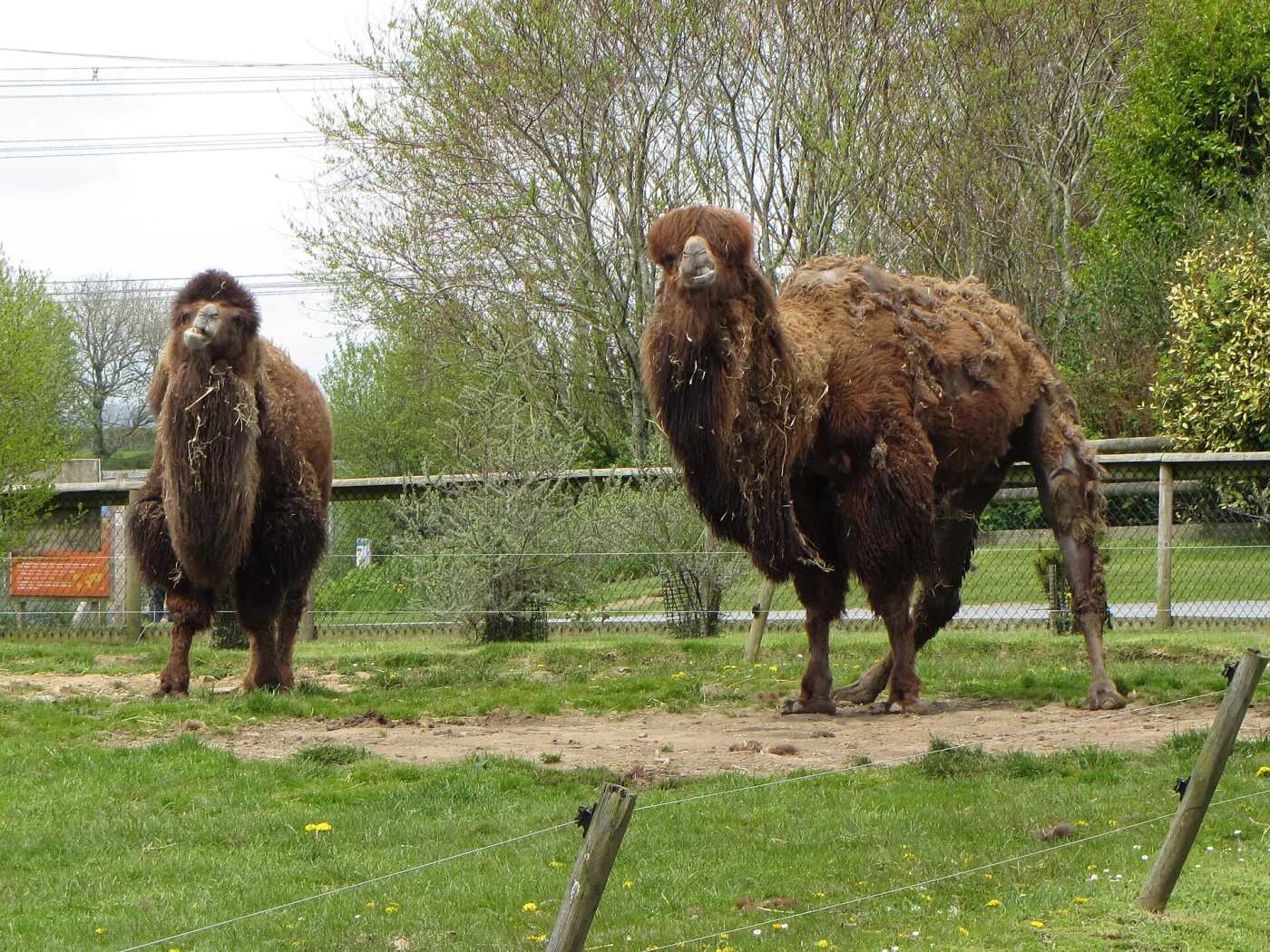 Folly Farm Adventure Park and Zoo