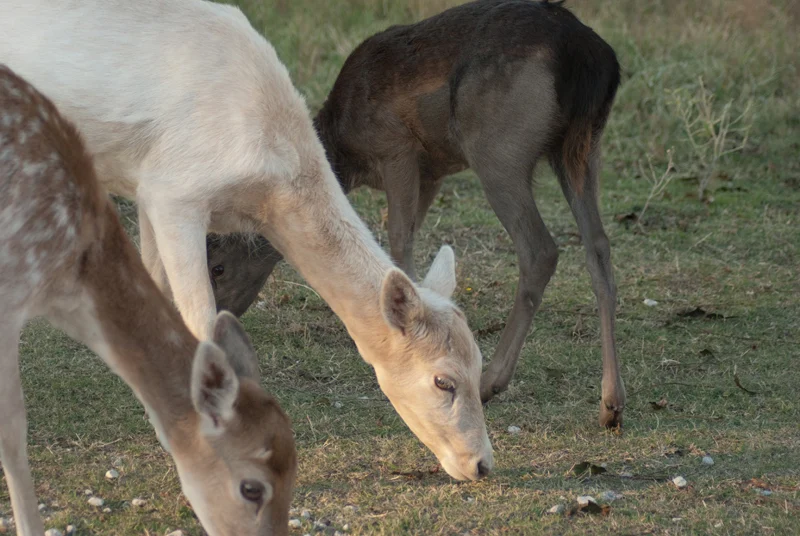 Fossil Rim Wildlife Center