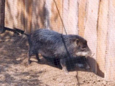 GaiaZOO