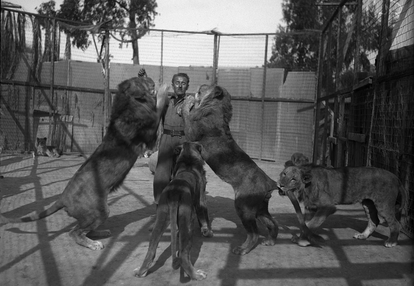 Gay's Lion Farm