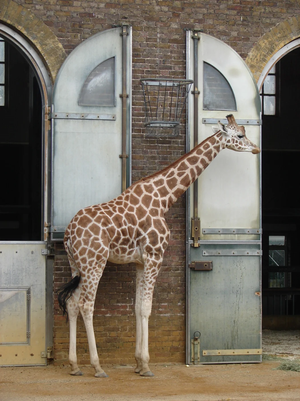 Giraffe House