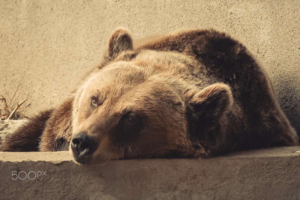 Grădina Zoologică din Craiova