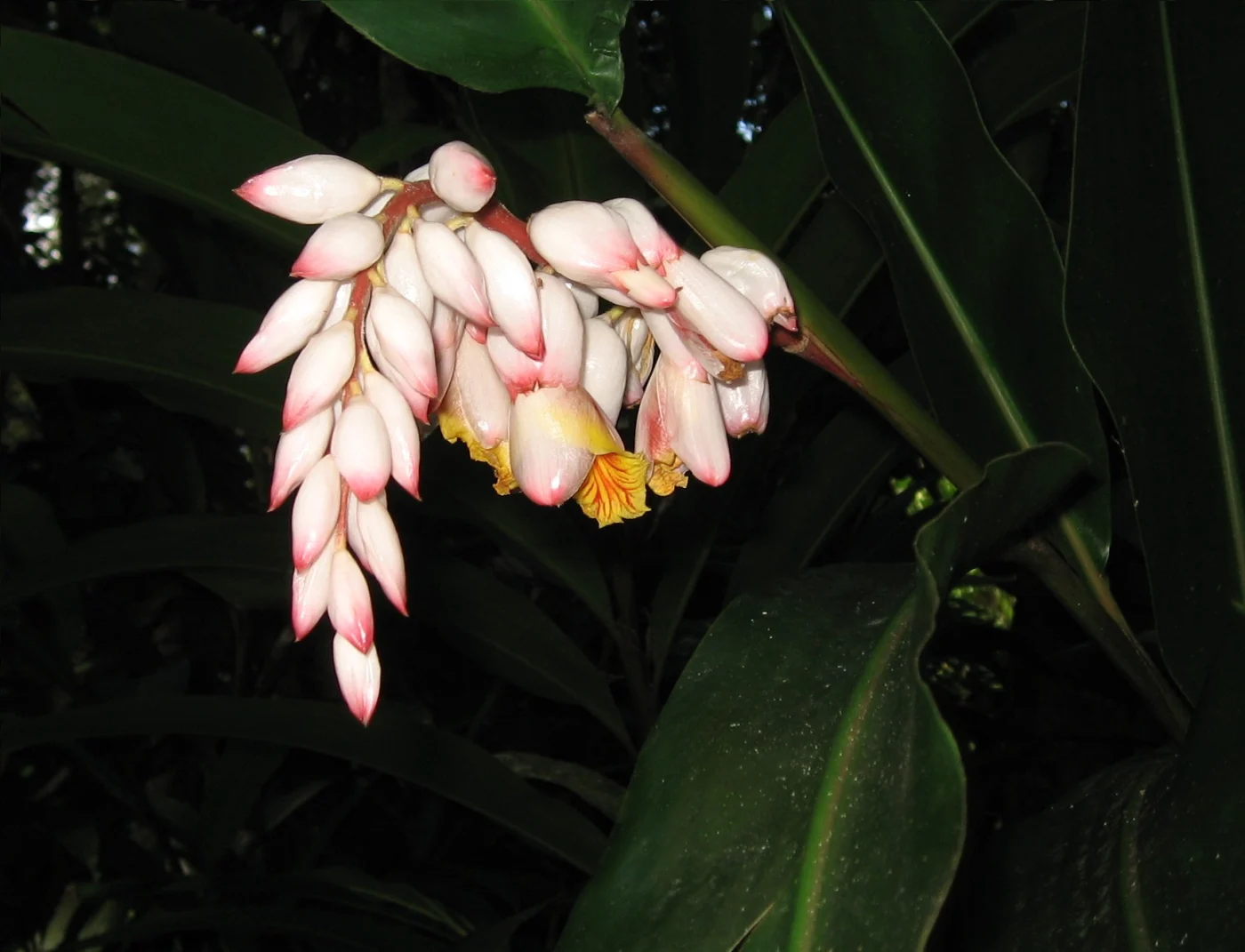 Guadeloupe zoo