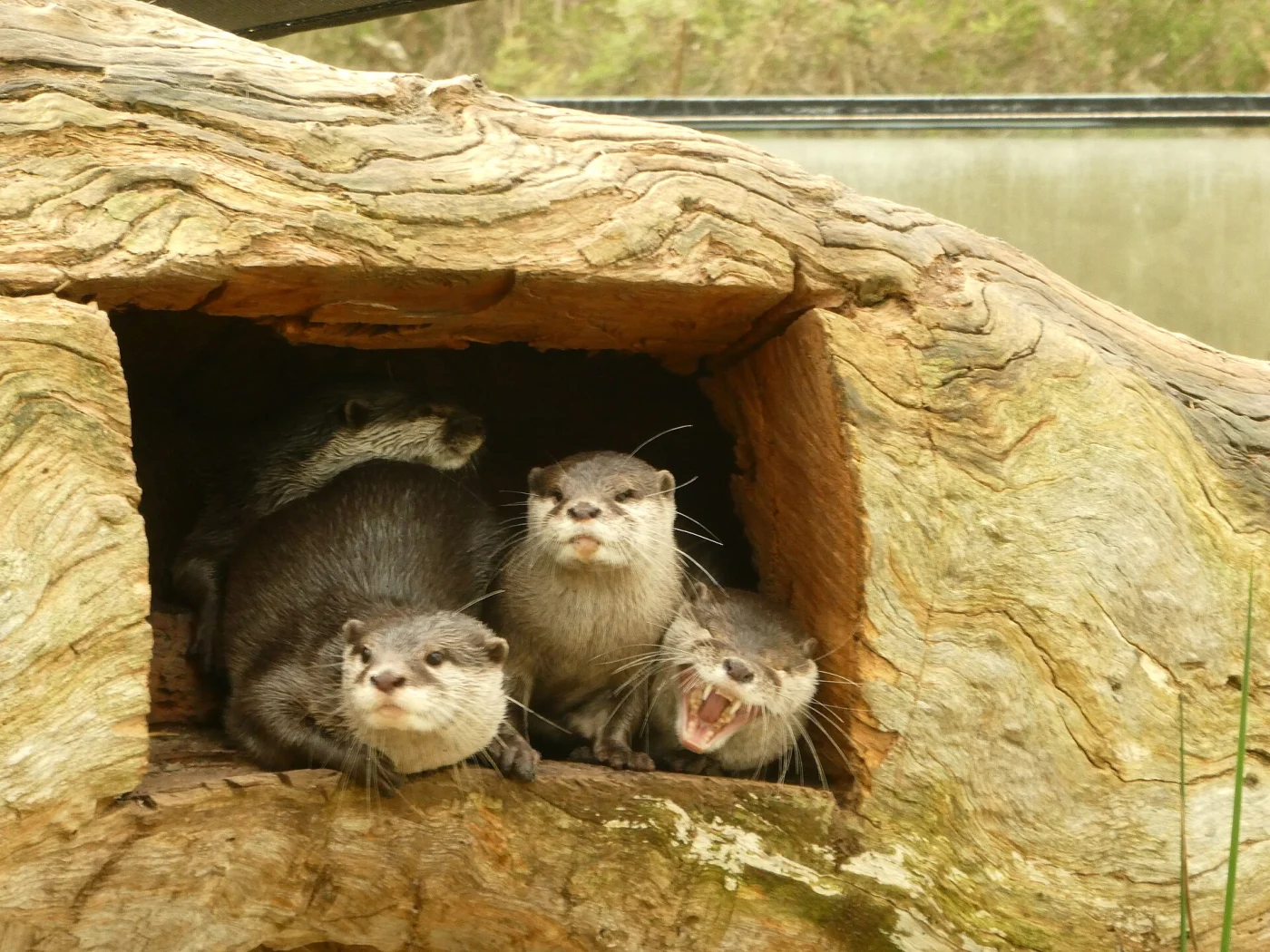 Halls Gap Zoo
