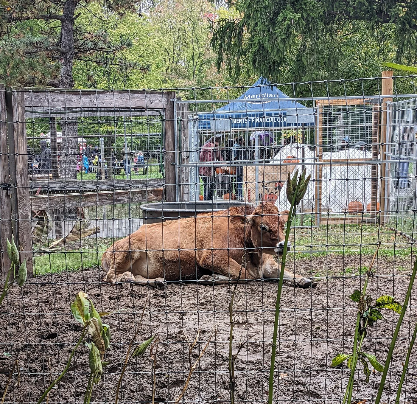 Happy Rolph's Animal Farm