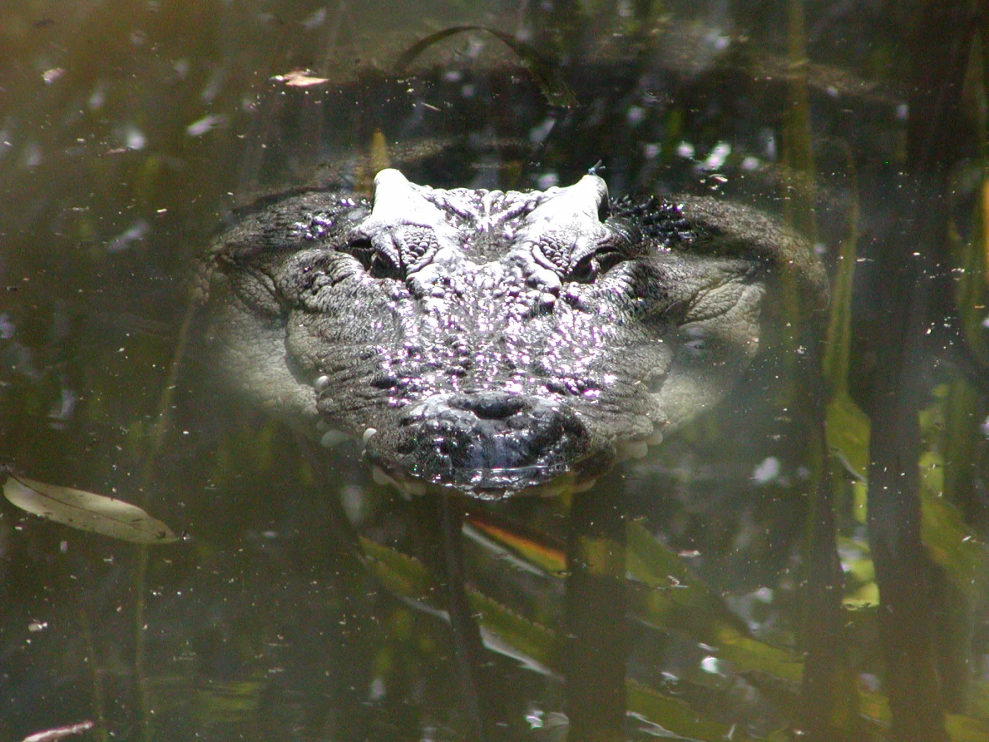 Hartley’s Crocodile Adventures